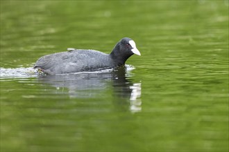 Eurasian coot (Fulica atra) swimming in a lake, Bavaria, Germany, Europe