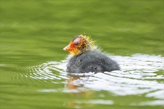 Eurasian coot (Fulica atra) chick swimming in a lake, Bavaria, Germany, Europe