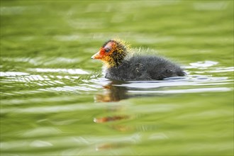 Eurasian coot (Fulica atra) chick swimming in a lake, Bavaria, Germany, Europe