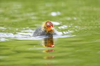 Eurasian coot (Fulica atra) chick swimming in a lake, Bavaria, Germany, Europe