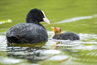 Eurasian coot (Fulica atra) mother feeding her chick swimming in a lake, Bavaria, Germany, Europe