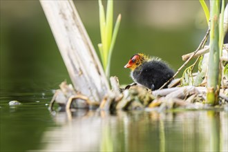 Eurasian coot (Fulica atra) chick standing besinde the water, Bavaria, Germany, Europe