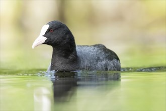 Eurasian coot (Fulica atra) swimming in a lake, Bavaria, Germany, Europe