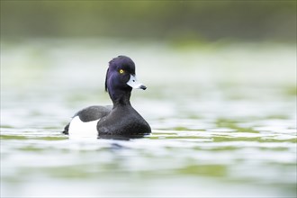 Tufted pochard (Aythya fuligula) male swimming in a lake, Bavaria, Germany, Europe