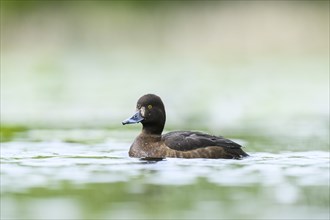 Tufted pochard (Aythya fuligula) female swimming in a lake, Bavaria, Germany, Europe