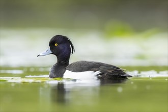 Tufted pochard (Aythya fuligula) male swimming in a lake, Bavaria, Germany, Europe