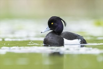 Tufted pochard (Aythya fuligula) male swimming in a lake, Bavaria, Germany, Europe