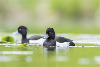 Tufted pochard (Aythya fuligula) male swimming in a lake, Bavaria, Germany, Europe