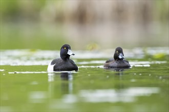 Tufted pochard (Aythya fuligula) couple swimming in a lake, Bavaria, Germany, Europe