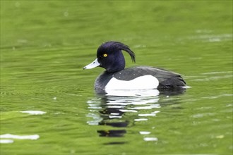 Tufted pochard (Aythya fuligula) male swimming in a lake, Bavaria, Germany, Europe