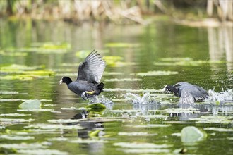 Eurasian coot (Fulica atra) running over the water in a lake, Bavaria, Germany, Europe