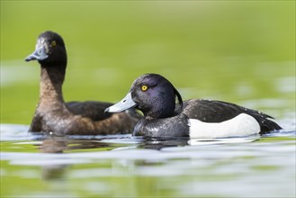 Tufted pochard (Aythya fuligula) couple swimming in a lake, Bavaria, Germany, Europe