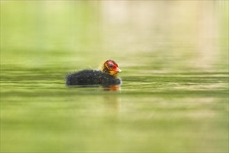 Eurasian coot (Fulica atra) chick swimming in a lake, Bavaria, Germany, Europe