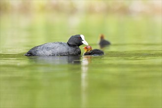 Eurasian coot (Fulica atra) mother feeding her chick swimming in a lake, Bavaria, Germany, Europe