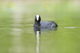 Eurasian coot (Fulica atra) swimming in a lake, Bavaria, Germany, Europe