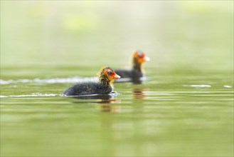 Eurasian coot (Fulica atra) chicks swimming in a lake, Bavaria, Germany, Europe