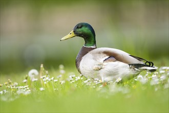 Wild duck (Anas platyrhynchos) male feet, detail, Bavaria, Germany, Europe standing on a meadow,