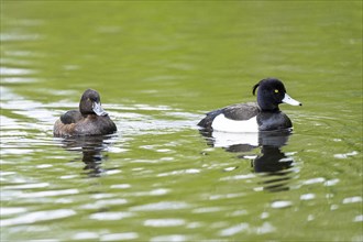 Tufted pochard (Aythya fuligula) couple swimming in a lake, Bavaria, Germany, Europe