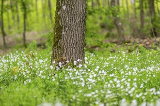 Greater stitchwort (Rabelera holostea) blossoms in a forest in spring, Bavaria, Germany, Europe