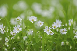 Close-up of greater stitchwort (Rabelera holostea) blossoms in spring, Bavaria, Germany, Europe