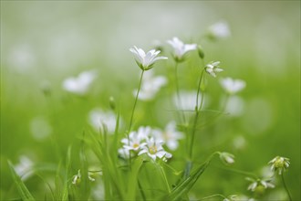 Close-up of greater stitchwort (Rabelera holostea) blossoms in spring, Bavaria, Germany, Europe