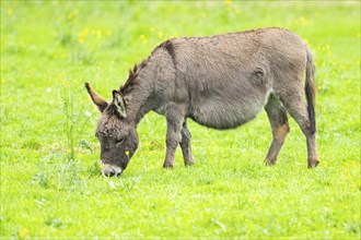 Donkey (Equus africanus asinus) standing on a meadow, Bavaria, Germany, Europe