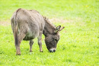 Donkey (Equus africanus asinus) standing on a meadow, Bavaria, Germany, Europe