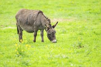 Donkey (Equus africanus asinus) standing on a meadow, Bavaria, Germany, Europe