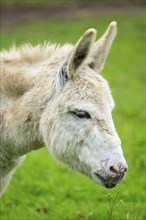 Donkey (Equus africanus asinus) standing on a meadow, Bavaria, Germany, Europe