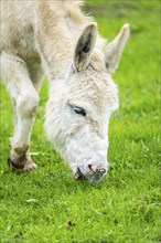 Donkey (Equus africanus asinus) standing on a meadow, Bavaria, Germany, Europe