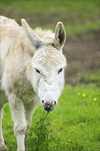 Donkey (Equus africanus asinus) standing on a meadow, Bavaria, Germany, Europe