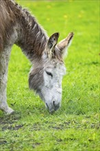 Donkey (Equus africanus asinus) standing on a meadow, Bavaria, Germany, Europe