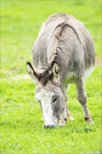 Donkey (Equus africanus asinus) standing on a meadow, Bavaria, Germany, Europe