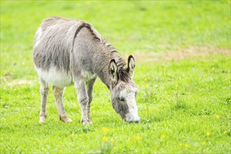 Donkey (Equus africanus asinus) standing on a meadow, Bavaria, Germany, Europe