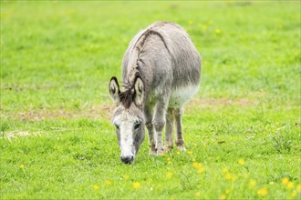 Donkey (Equus africanus asinus) standing on a meadow, Bavaria, Germany, Europe