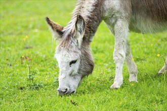 Donkey (Equus africanus asinus) standing on a meadow, Bavaria, Germany, Europe