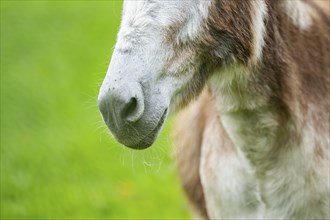 Donkey (Equus africanus asinus) nose, detail, Bavaria, Germany, Europe