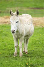 Donkey (Equus africanus asinus) standing on a meadow, Bavaria, Germany, Europe