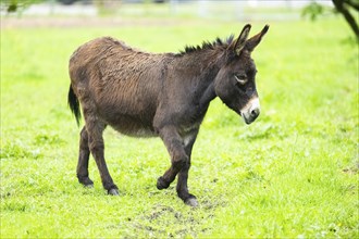 Donkey (Equus africanus asinus) standing on a meadow, Bavaria, Germany, Europe