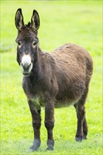 Donkey (Equus africanus asinus) standing on a meadow, Bavaria, Germany, Europe