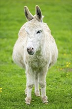 Donkey (Equus africanus asinus) standing on a meadow, Bavaria, Germany, Europe