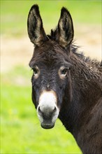 Donkey (Equus africanus asinus) standing on a meadow, Bavaria, Germany, Europe