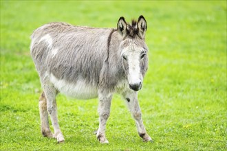 Donkey (Equus africanus asinus) standing on a meadow, Bavaria, Germany, Europe