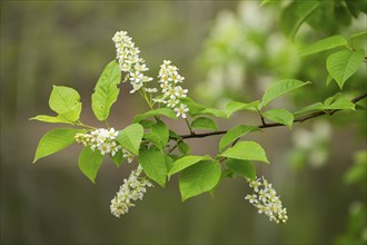 Close-up of bird cherry (Prunus padus) blossoms in spring, Bavaria, Germany, Europe