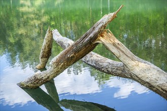 Close-up of a tree felled by a European beaver (Castor fiber) lying in the water, Franconia,