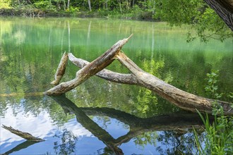 Close-up of a tree felled by a European beaver (Castor fiber) lying in the water, Franconia,