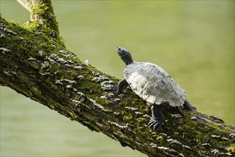 European pond turtle (Emys orbicularis) on a tree trunk over the water, Bavaria, Gernany