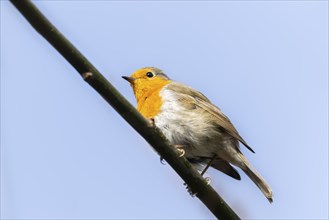 European robin (Erithacus rubecula) sitting on a branch, Bavaria, Germany, Europe