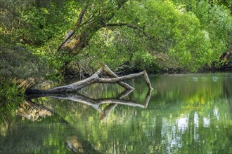 Close-up of a tree felled by a European beaver (Castor fiber) lying in the water, Franconia,