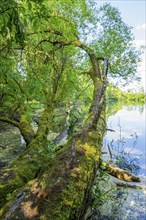 Brittle willow (Salix fragilis) at a lake, Bavaria, Germany, Europe